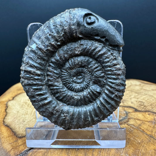 Snakestone Ammonite Fossil With Bag/Box And Stand - Whitby, North Yorkshire Jurassic Coast Yorkshire Fossils