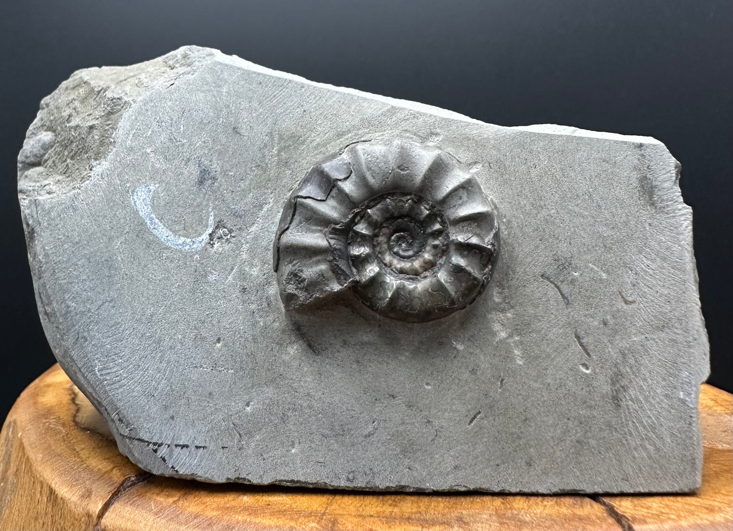 Eugassiceras Ammonite shell fossil with box and stand - Whitby, North Yorkshire Jurassic Coast Yorkshire Fossils