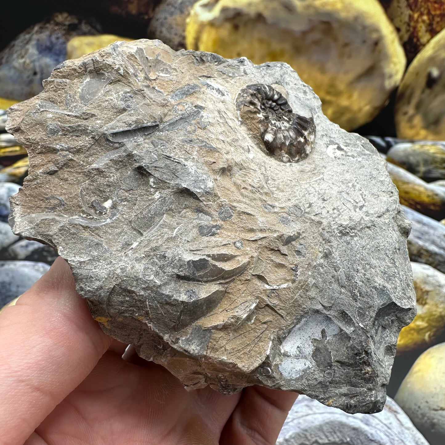 Amaltheus subnodosus ammonite fossil - Whitby, North Yorkshire