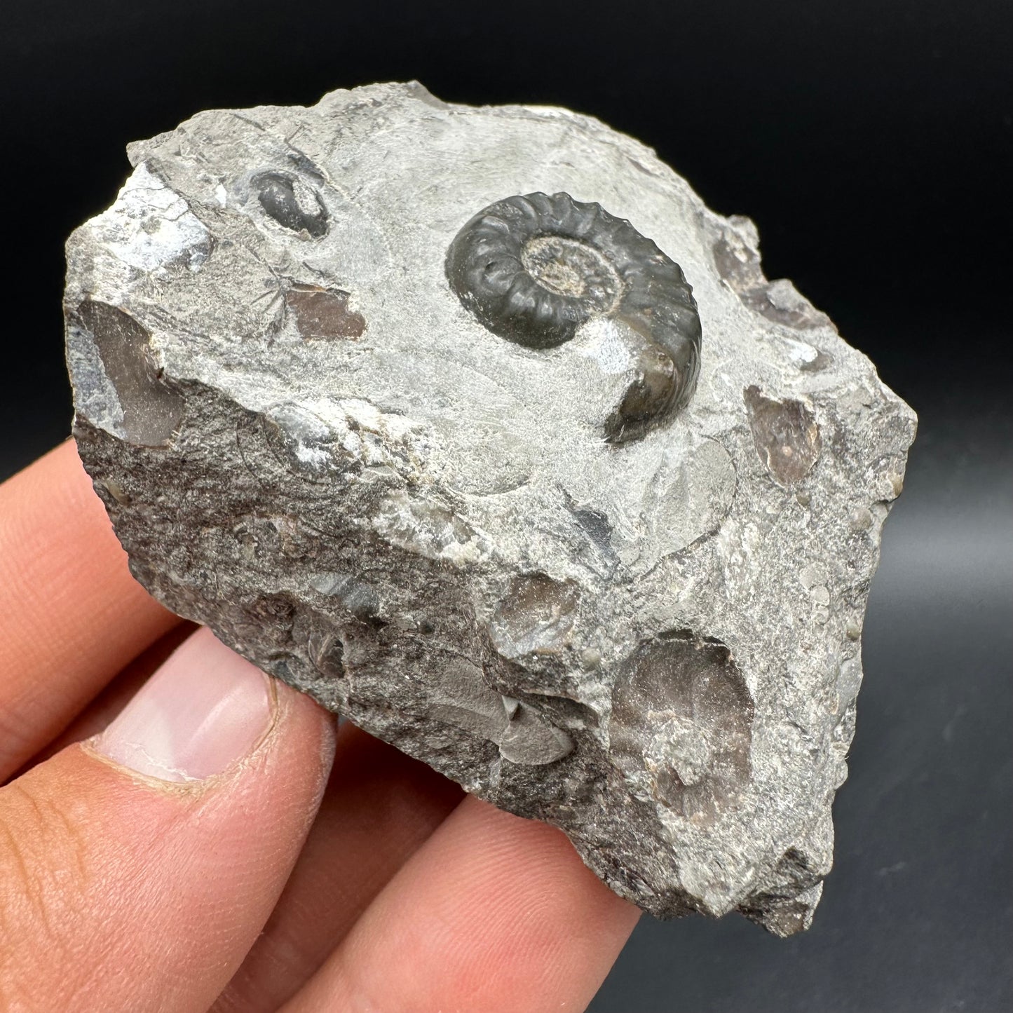 Agassiceras sp. ammonite fossil with box and stand - Whitby, North Yorkshire Jurassic Coast Yorkshire Fossils