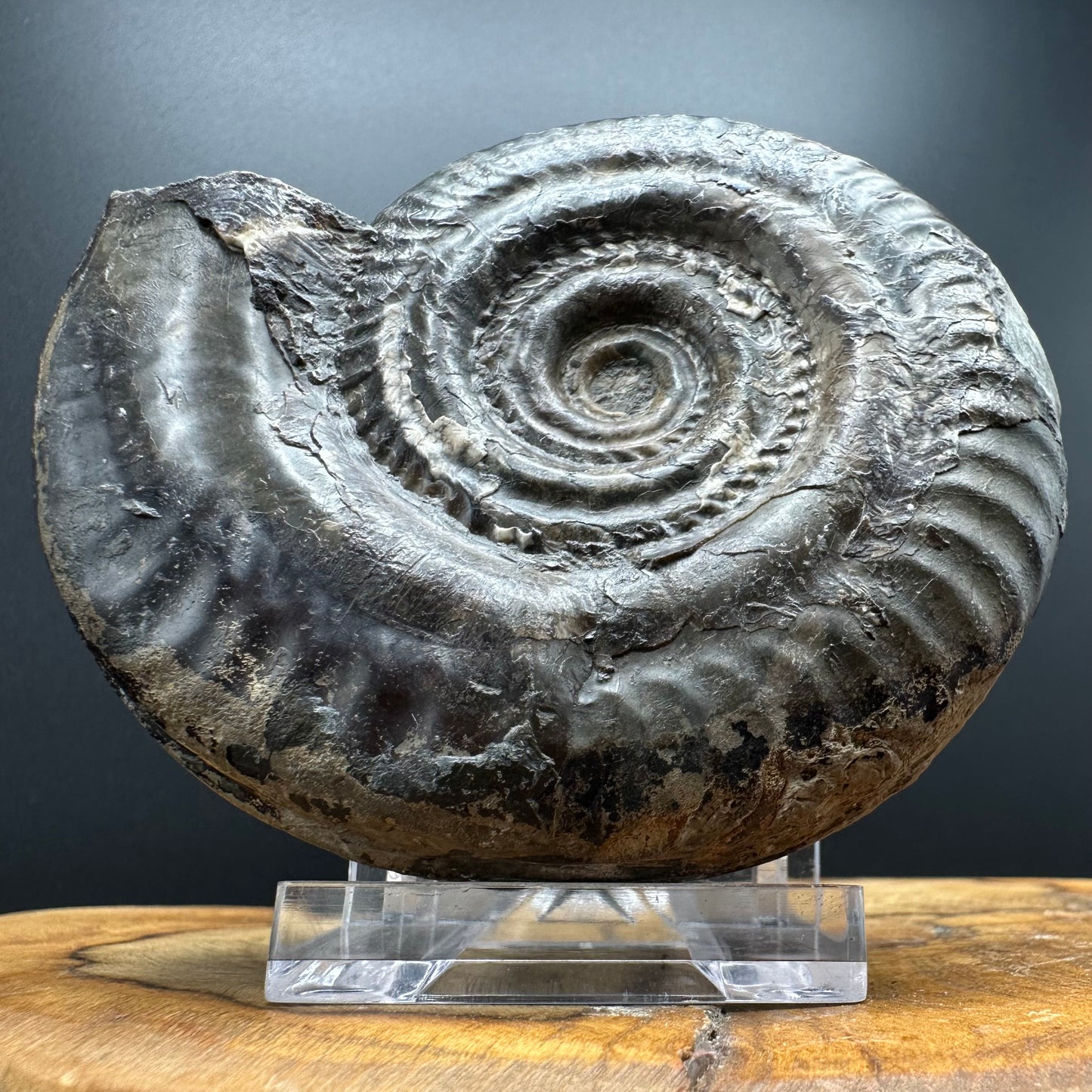 Hildoceras Bifrons Ammonite fossil with box and stand - Whitby, North Yorkshire Jurassic Coast, Yorkshire Fossils from the Jurassic Coast