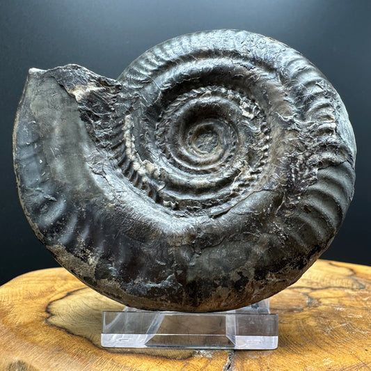 Hildoceras Bifrons Ammonite fossil with box and stand - Whitby, North Yorkshire Jurassic Coast, Yorkshire Fossils from the Jurassic Coast