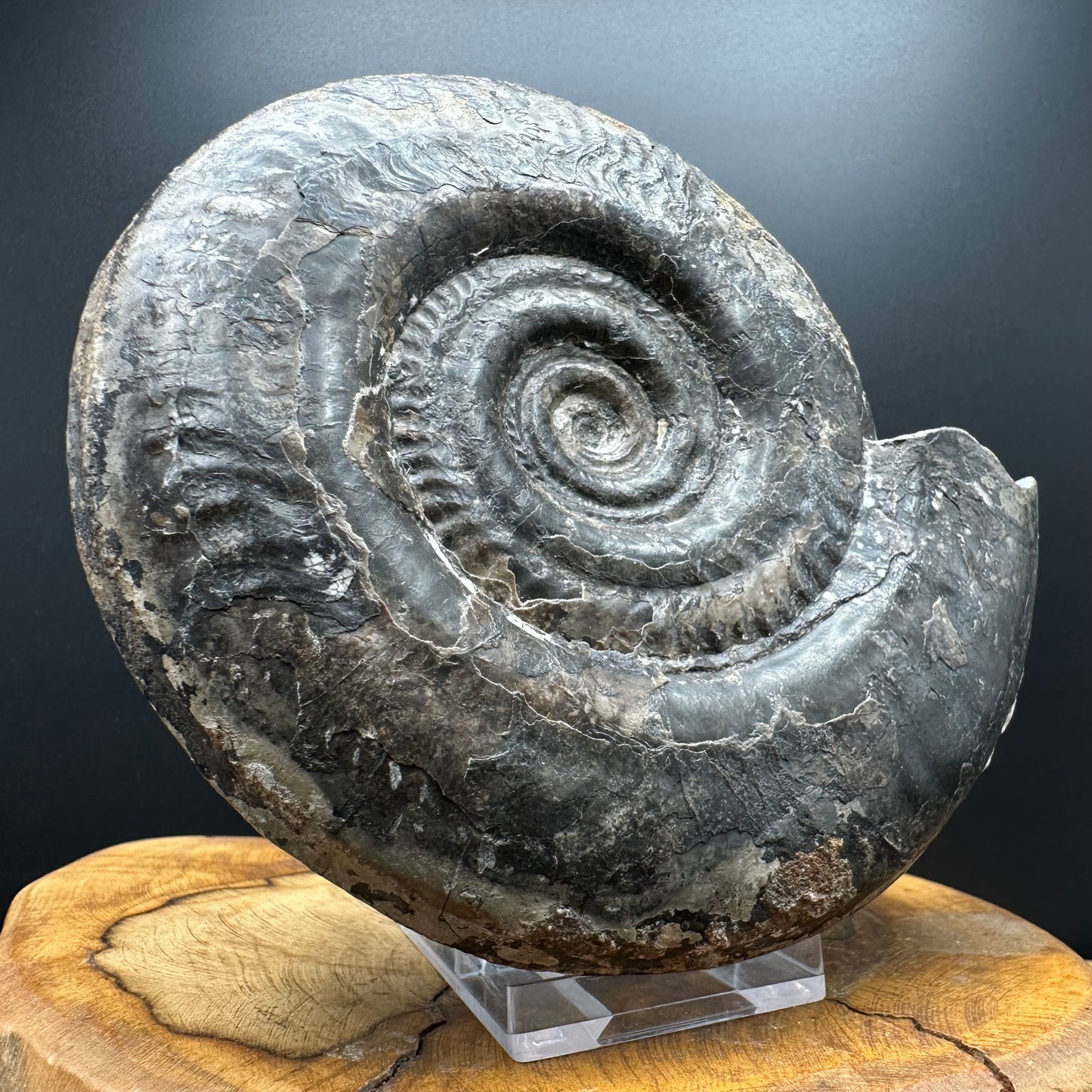 Hildoceras Bifrons Ammonite fossil with stand - Whitby, North Yorkshire Jurassic Coast, Yorkshire Fossils from the Jurassic Coast