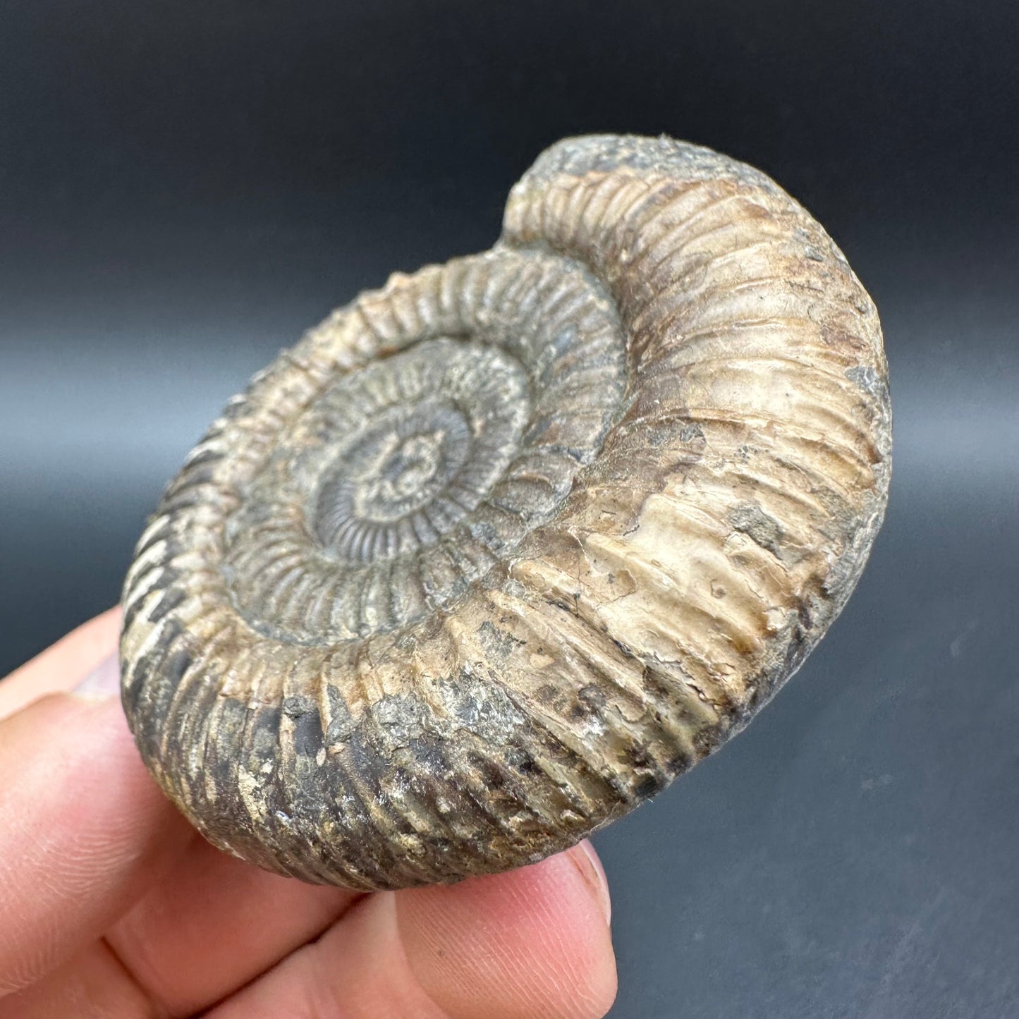 Dactylioceras Ammonite Fossil With Box And Stand - Whitby, North Yorkshire Jurassic Coast Yorkshire Fossils