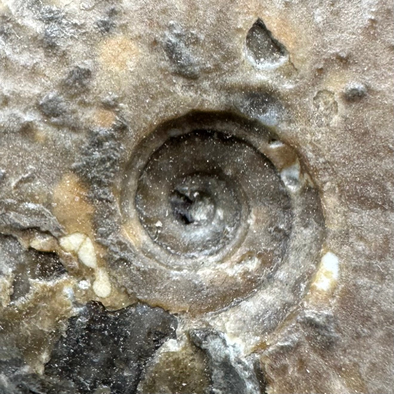 Eleganticeras Elegantulum ammonite fossil with stand - Whitby, North Yorkshire Jurassic Coast, Yorkshire Fossils