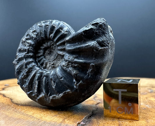 Asteroceras Ammonite fossil with box and stand - Whitby, North Yorkshire Jurassic Coast Yorkshire Fossils