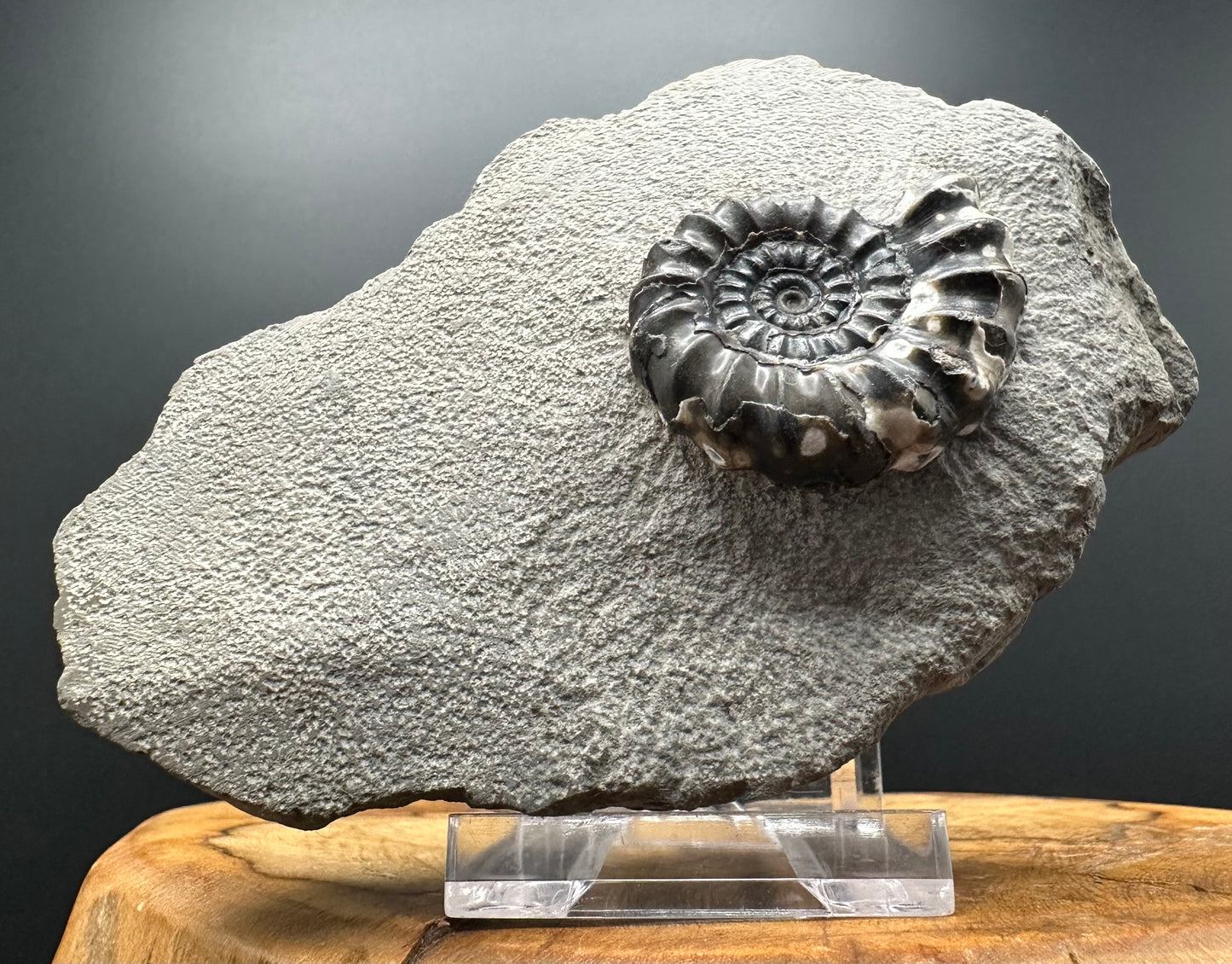Androgynoceras maculatum ammonite fossil with box and stand - Whitby, North Yorkshire Jurassic Coast Yorkshire Fossils