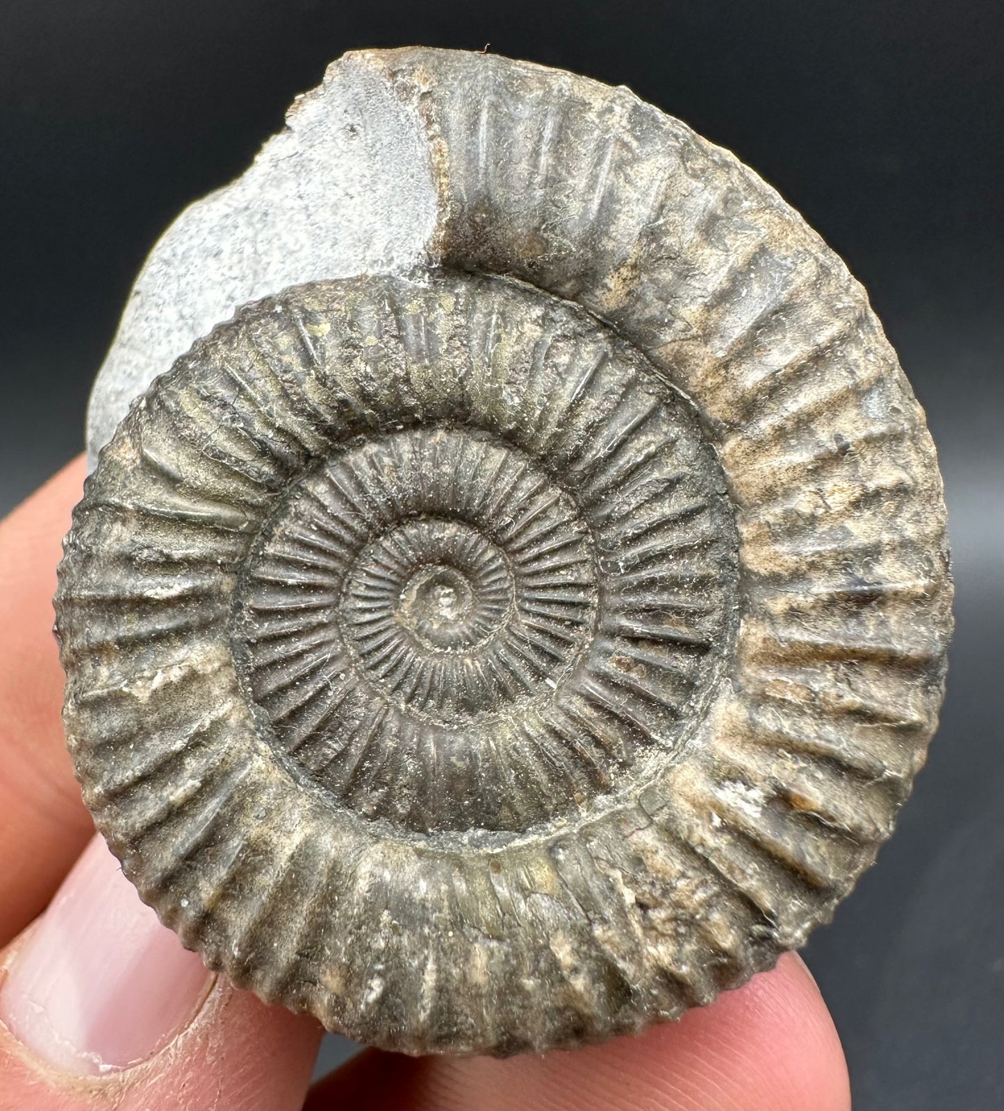 Dactylioceras Ammonite Fossil With Box And Stand - Whitby, North Yorkshire Jurassic Coast Yorkshire Fossils