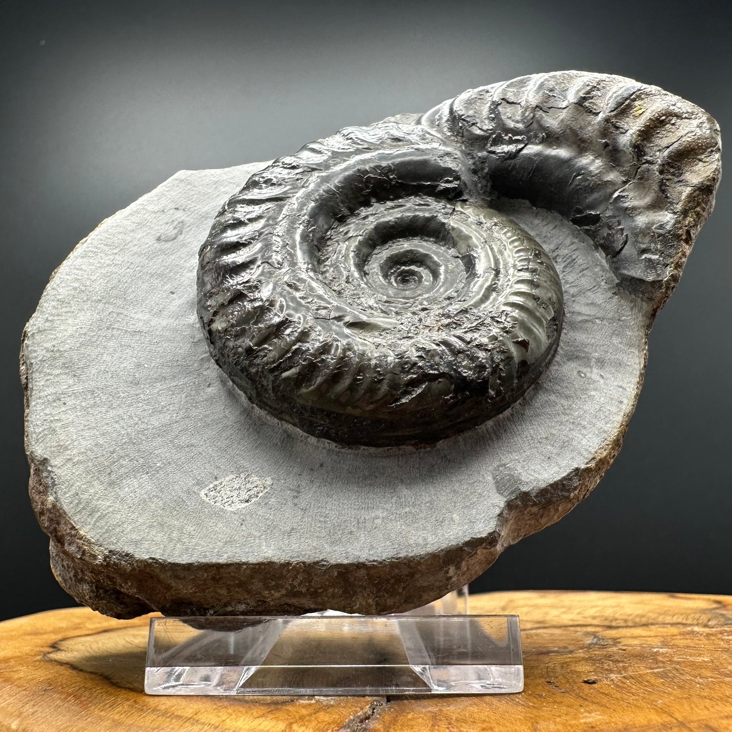 Hildoceras Bifrons Ammonite fossil with box and stand - Whitby, North Yorkshire Jurassic Coast, Yorkshire Fossils from the Jurassic Coast
