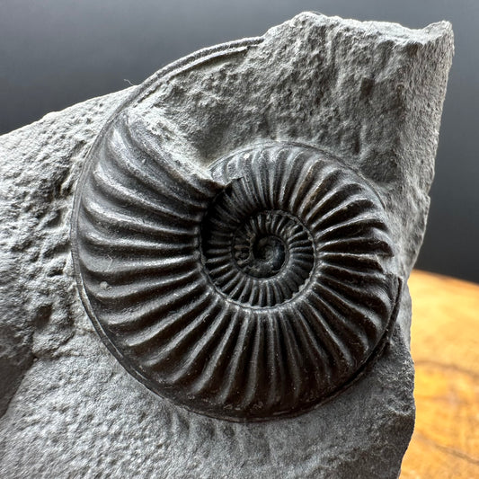 Eparietites Sp. Ammonite fossil with box and stand - Whitby, North Yorkshire Jurassic Coast Yorkshire Fossils