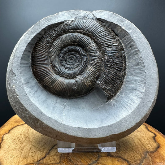 Dactylioceras semicelatum Ammonite fossil with box and stand - Whitby, North Yorkshire Jurassic Coast