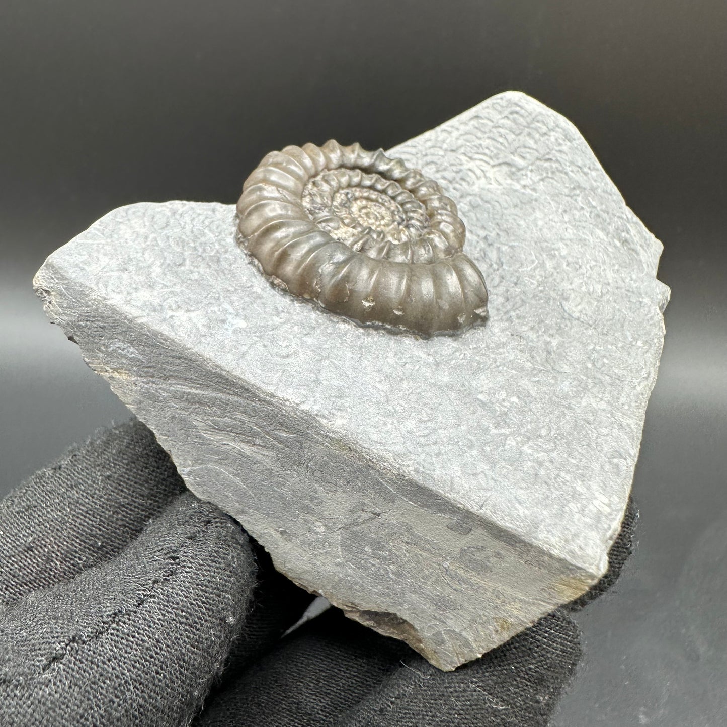 Gagaticeras Ammonite fossil with box and stand - Whitby, North Yorkshire Jurassic Coast Yorkshire Fossils