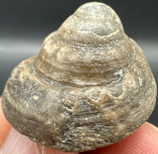 Gastropod Shell Fossil With Box And Stand - Whitby, North Yorkshire, Jurassic Coast, Yorkshire Fossils