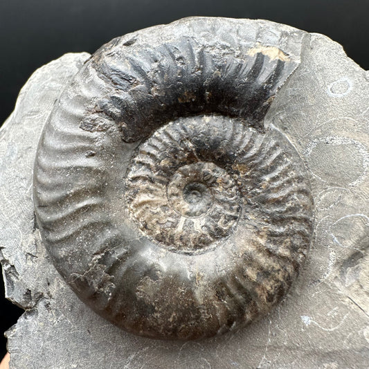 Grammoceras thoaurense Ammonite shell fossil with box and stand - Whitby, North Yorkshire, Yorkshire Fossils from the Jurassic Coast