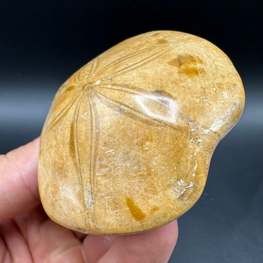 Holectypus Sea Urchin Fossil With Box And Stand - Middle Jurassic Madagascar