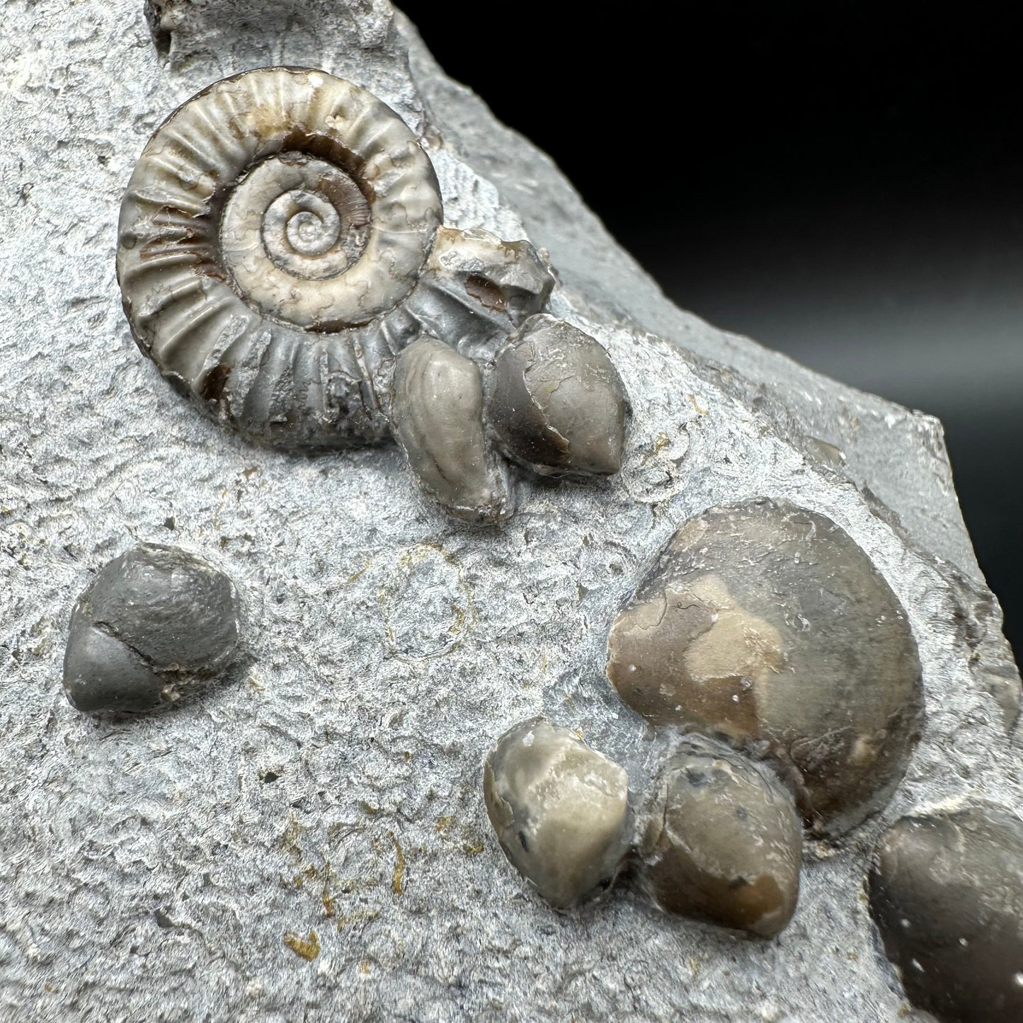 Arnioceras ammonite shell fossil with stand - Whitby, North Yorkshire Jurassic Coast Yorkshire Fossils