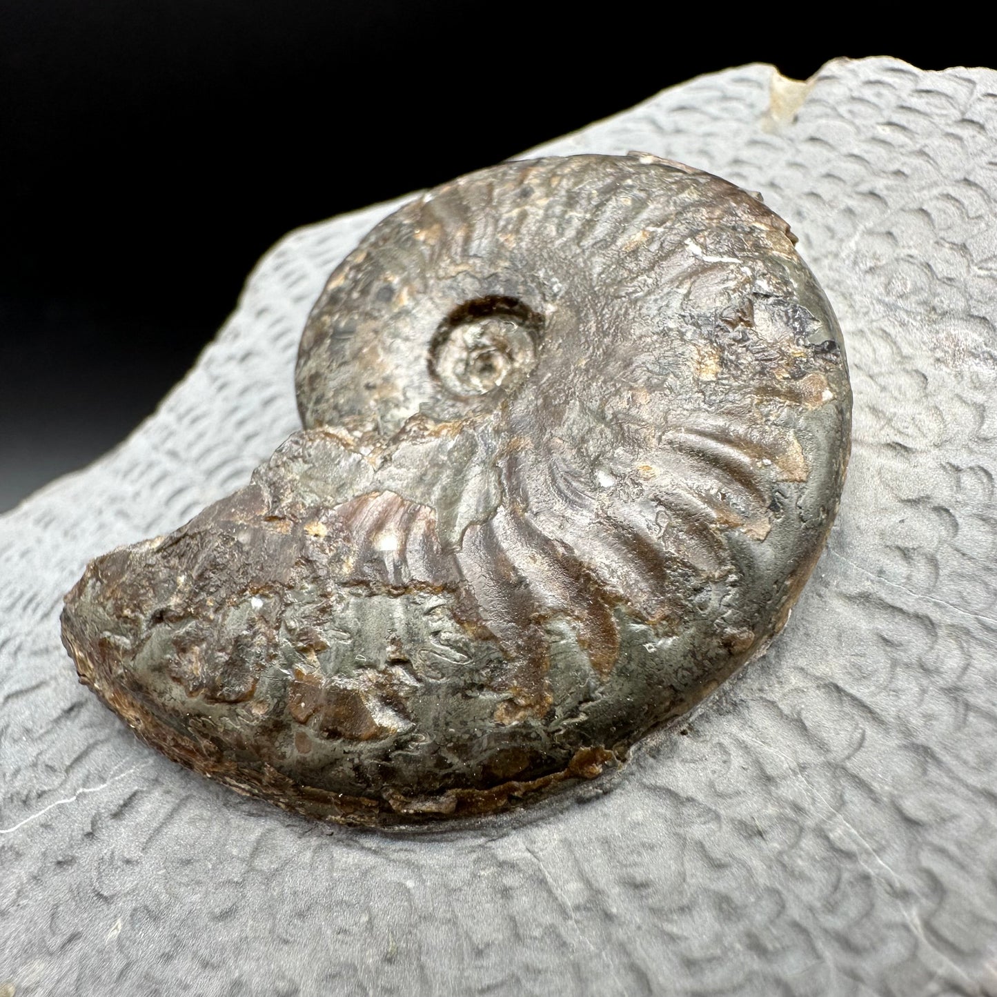 Pseudolioceras lythense Ammonite fossil with box and stand - Whitby, North Yorkshire, Yorkshire Fossils on the Jurassic Coast
