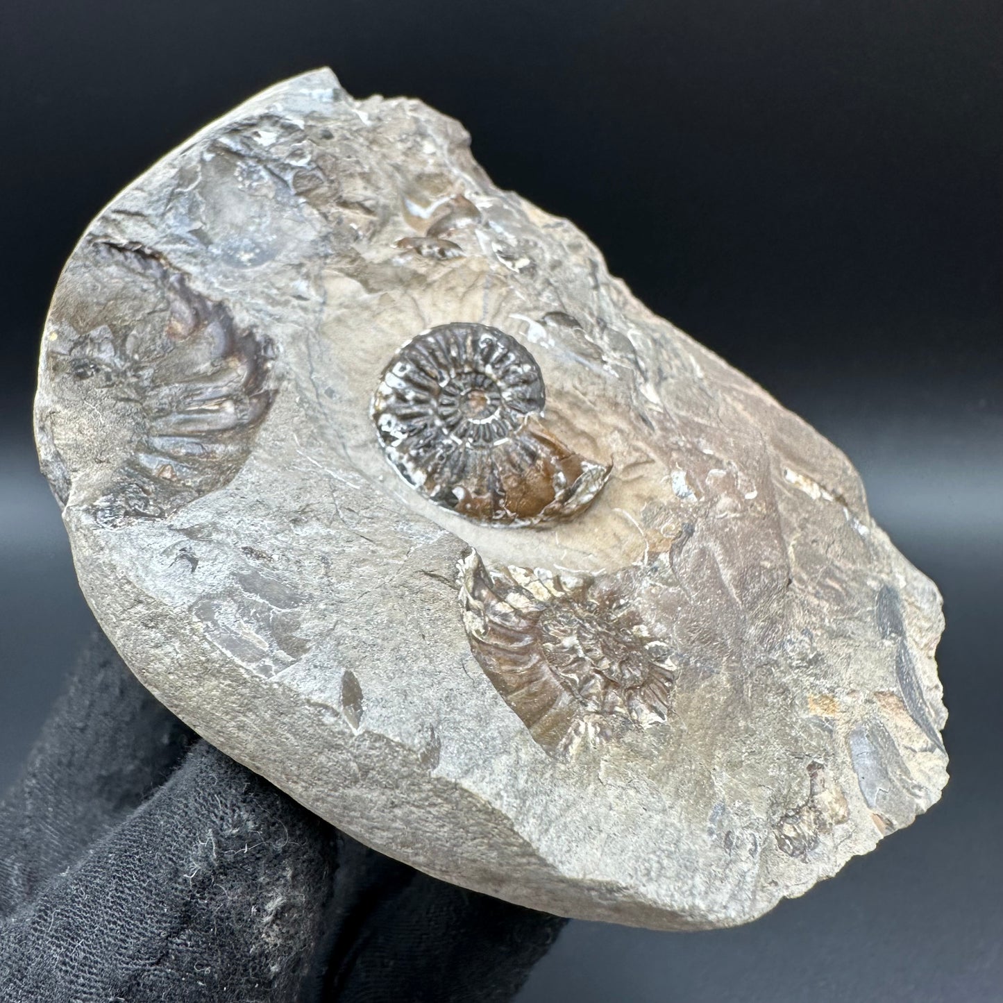 Amaltheus subnodosus Ammonite fossil with box and stand - Whitby, North Yorkshire Jurassic Coast Yorkshire Fossils