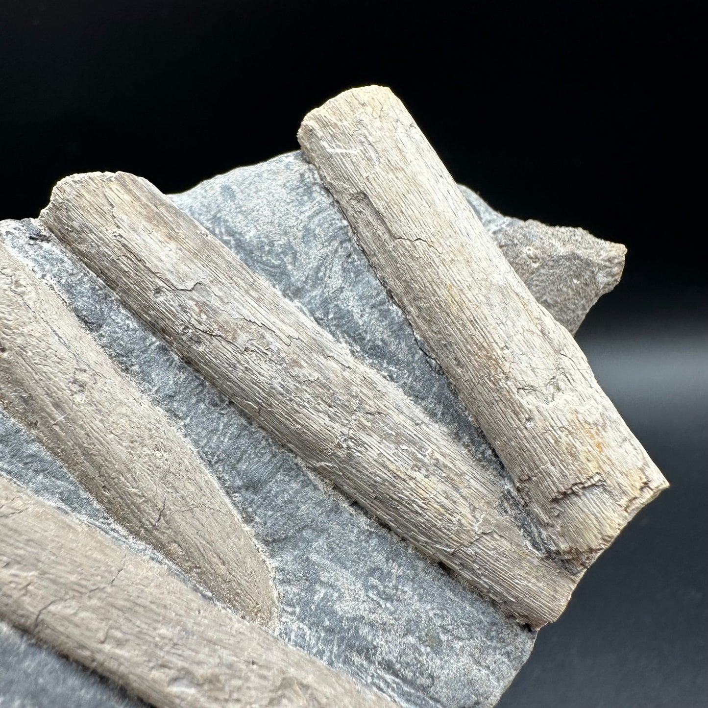 Ichthyosaur Rib fossil with box and stand - Whitby, North Yorkshire Jurassic Coast, Yorkshire fossils found on the Jurassic Coast