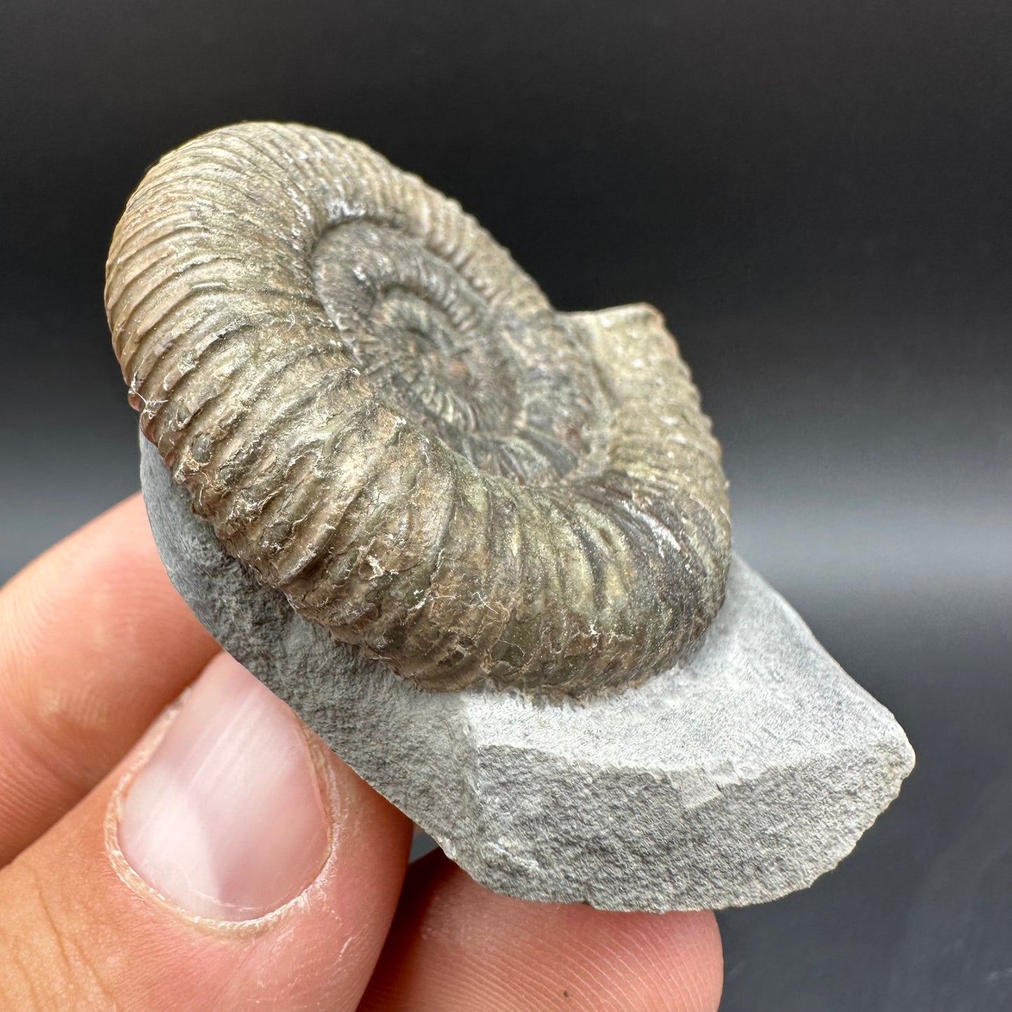 Dactylioceras Ammonite Fossil With Box And Stand - Whitby, North Yorkshire Jurassic Coast Yorkshire Fossils