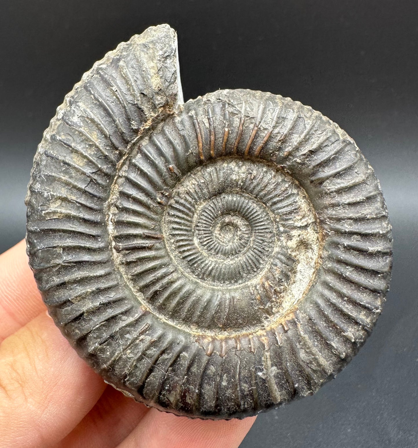 Dactylioceras Ammonite Fossil With Box And Stand - Whitby, North Yorkshire Jurassic Coast Yorkshire Fossils