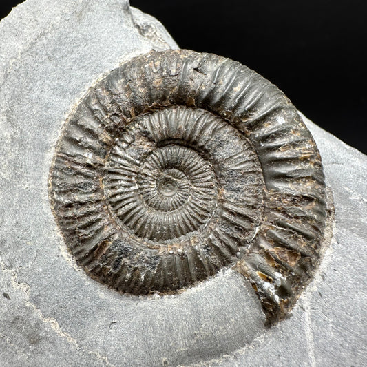 Dactylioceras Ammonite Fossil With Box And Stand - Whitby, North Yorkshire Jurassic Coast Yorkshire Fossils