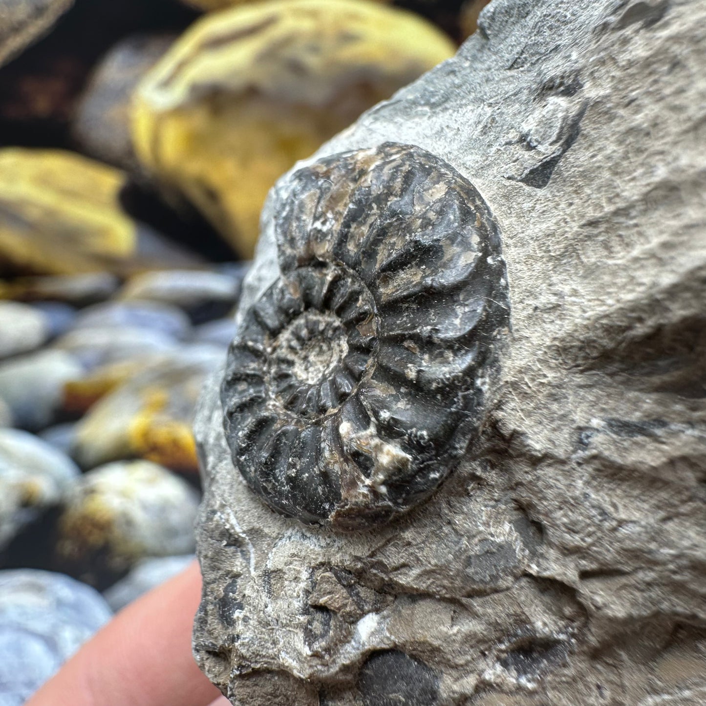 Amaltheus subnodosus ammonite fossil - Whitby, North Yorkshire Jurassic Coast, Yorkshire Fossils