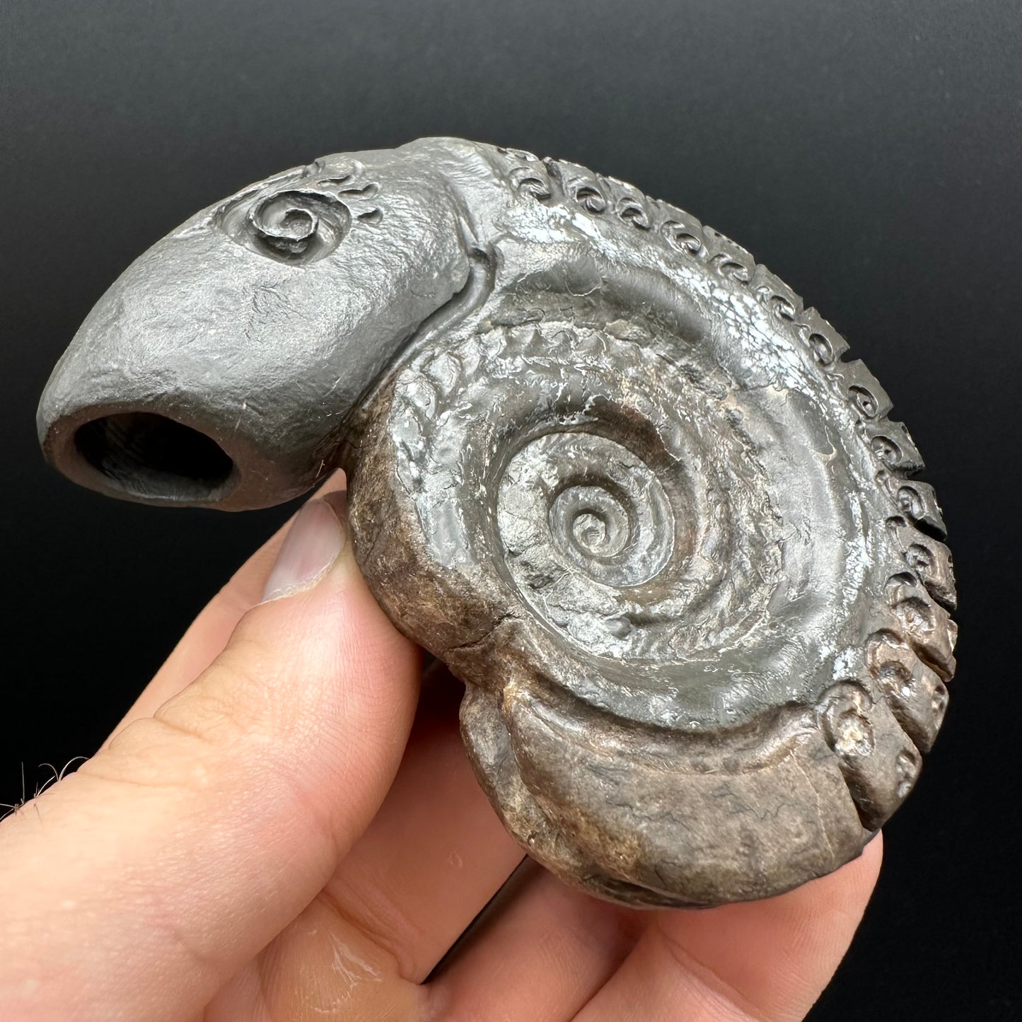 Snakestone Ammonite Fossil With Bag/Box And Stand - Whitby, North Yorkshire Jurassic Coast Yorkshire Fossils