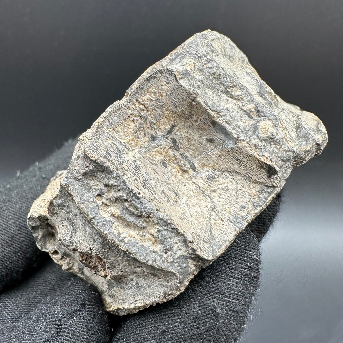 Ichthyosaur Vertebra fossil with box and stand - Whitby, North Yorkshire Jurassic Coast, Yorkshire fossils found on the Jurassic Coast