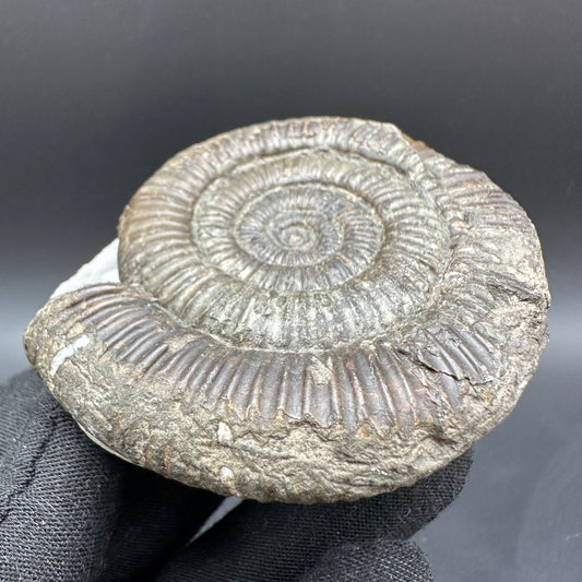 Dactylioceras Ammonite Fossil With Box And Stand - Whitby, North Yorkshire Jurassic Coast Yorkshire Fossils