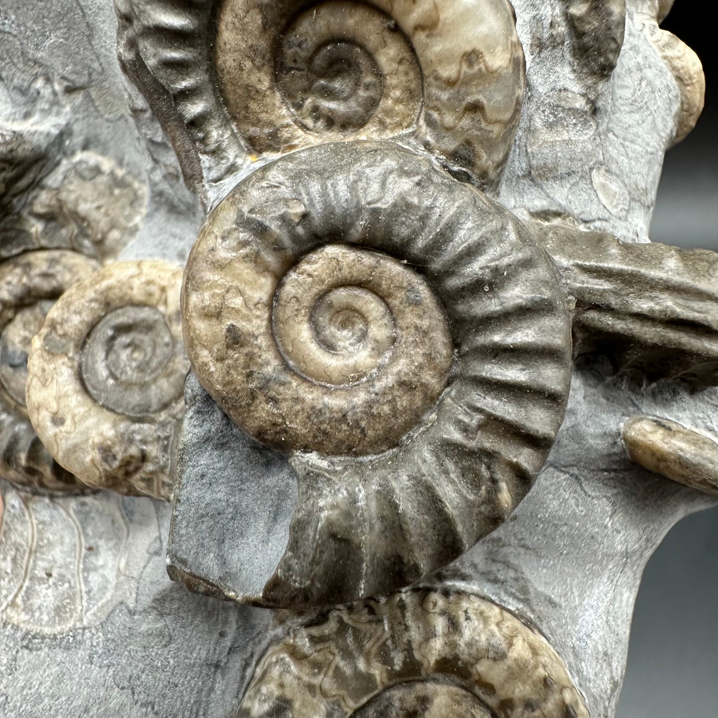 Arnioceras ammonite shell fossil with box and stand - Whitby, North Yorkshire Jurassic Coast Yorkshire Fossils