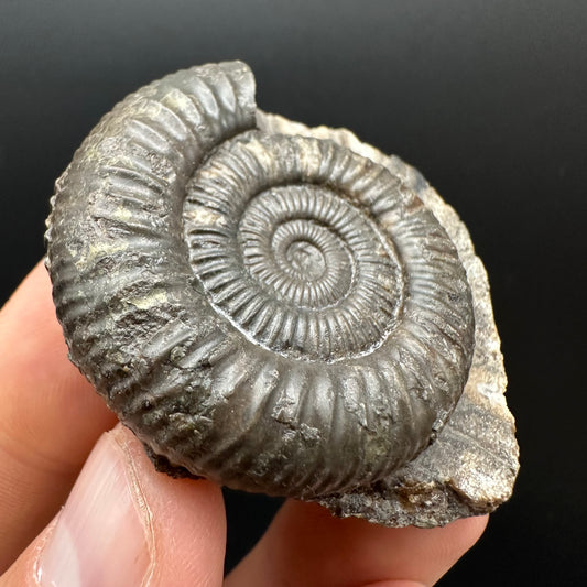 Dactylioceras Ammonite Fossil Gift Set - Whitby, North Yorkshire Jurassic Coast Yorkshire Fossils