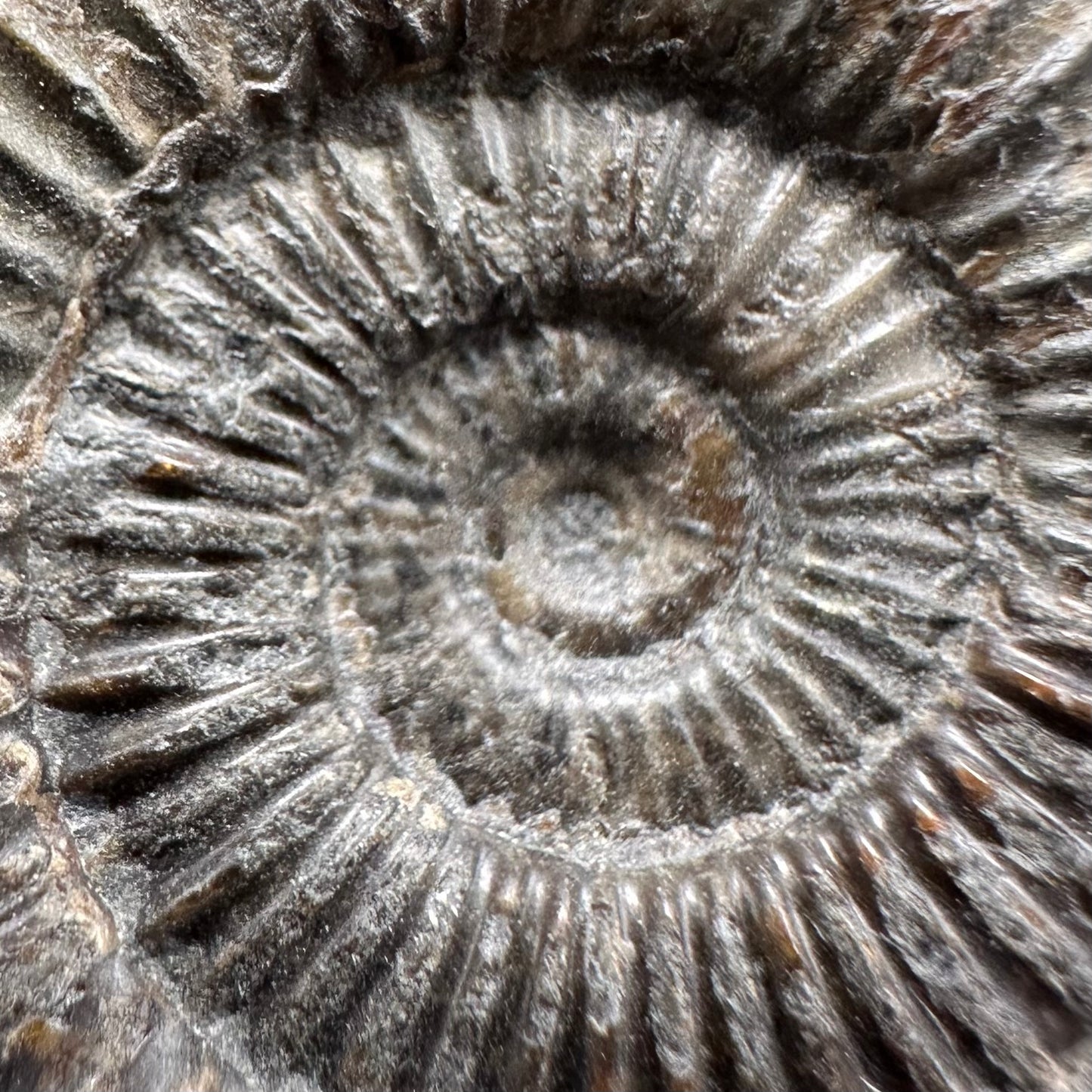 Dactylioceras Ammonite Fossil With Box And Stand - Whitby, North Yorkshire Jurassic Coast Yorkshire Fossils