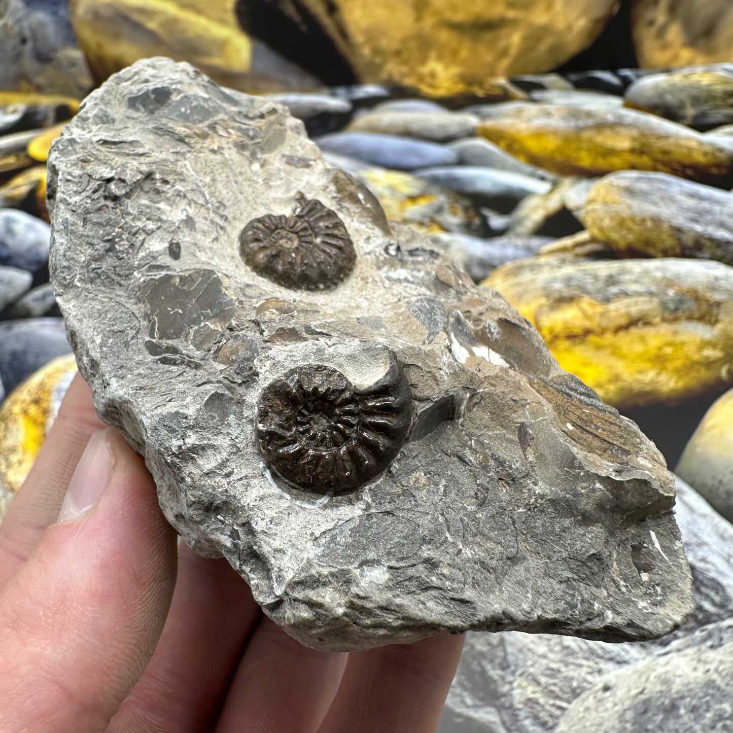 Amaltheus subnodosus ammonite fossil - Whitby, North Yorkshire Jurassic Coast, Yorkshire Fossils