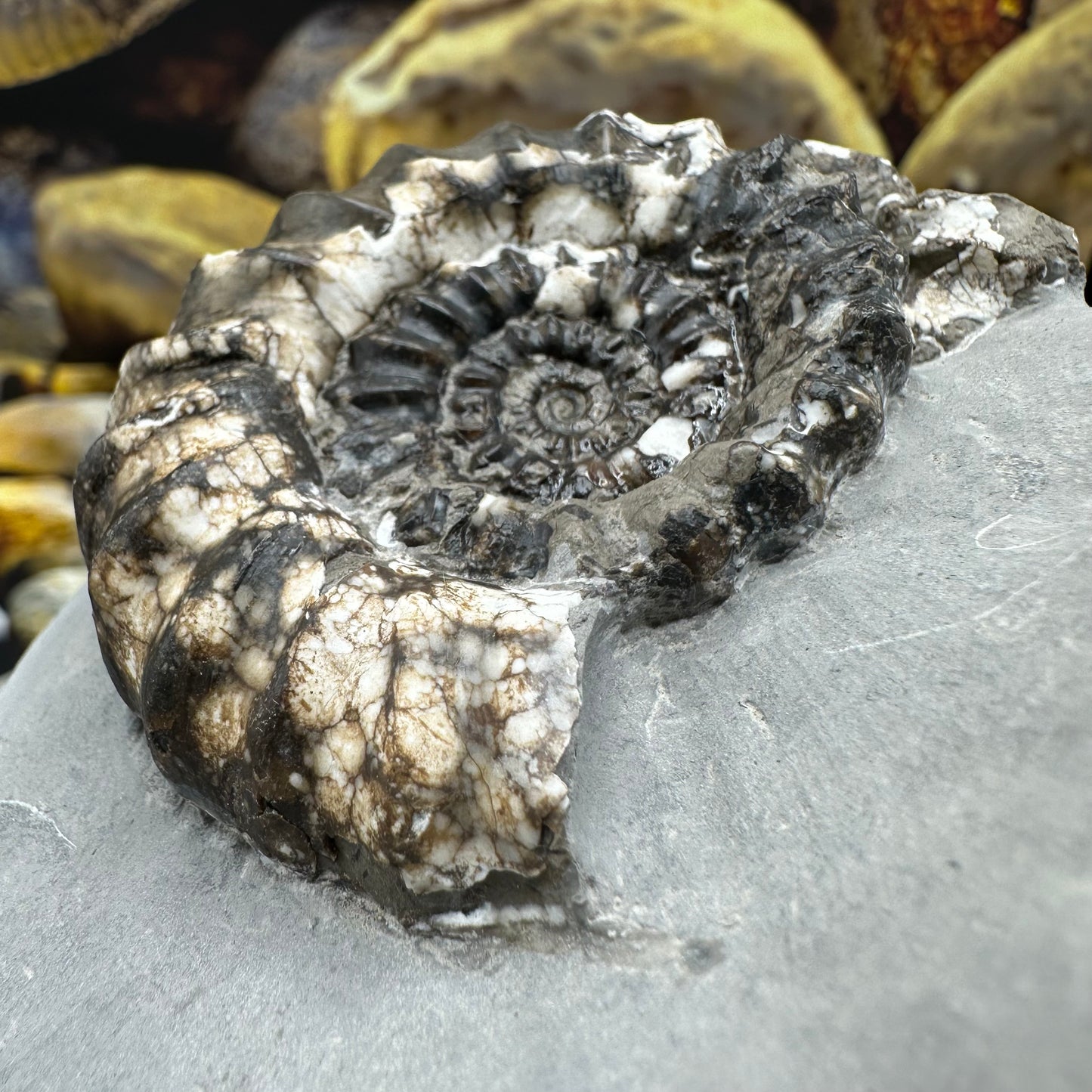 Androgynoceras maculatum ammonite fossil - Whitby, North Yorkshire Jurassic Coast Yorkshire Fossils
