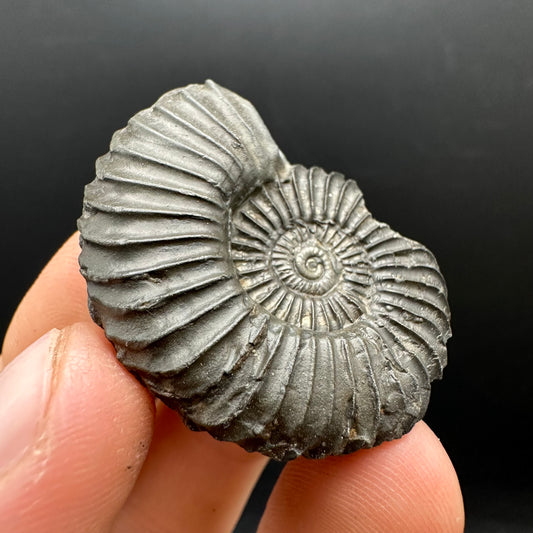 Schlothemia sp. ammonite fossil with box and stand - Whitby, North Yorkshire Jurassic Coast, Yorkshire fossils