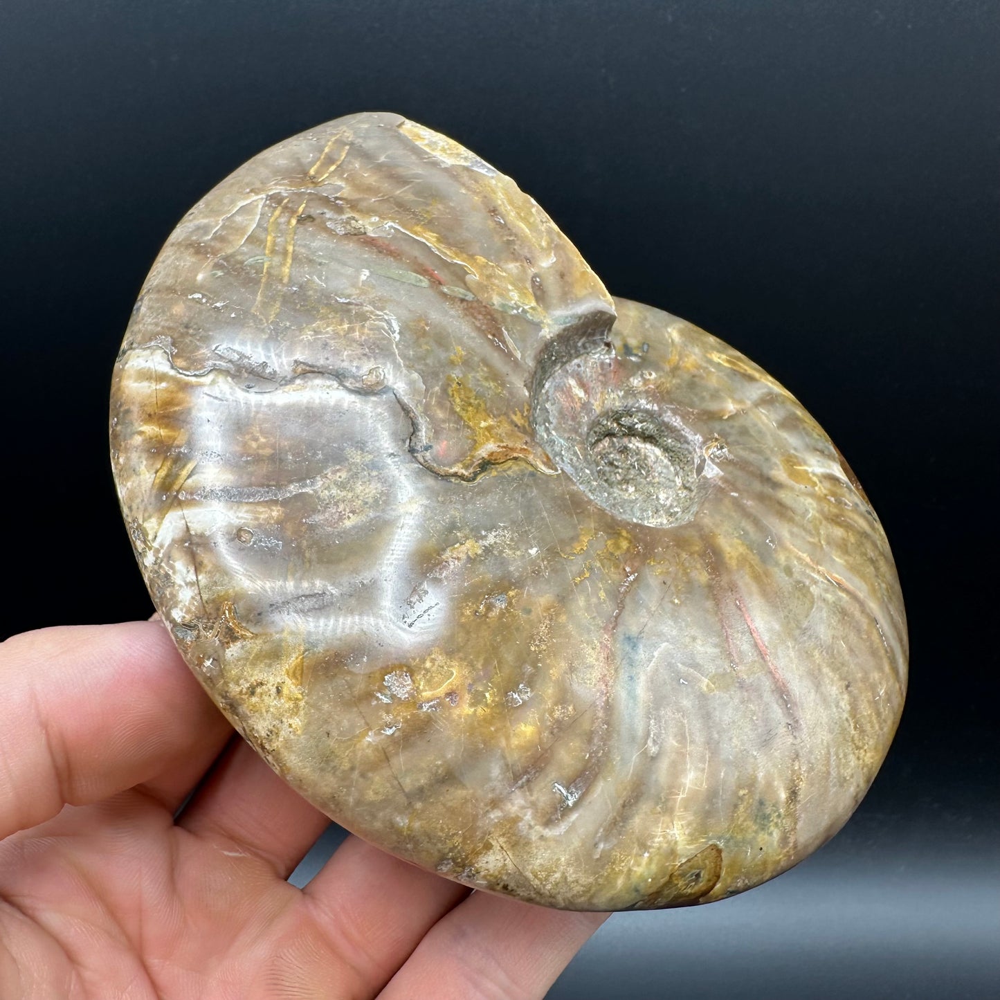Cleoniceras Ammonite Fossil With Stand - Cretaceous Ammonite Madagascar