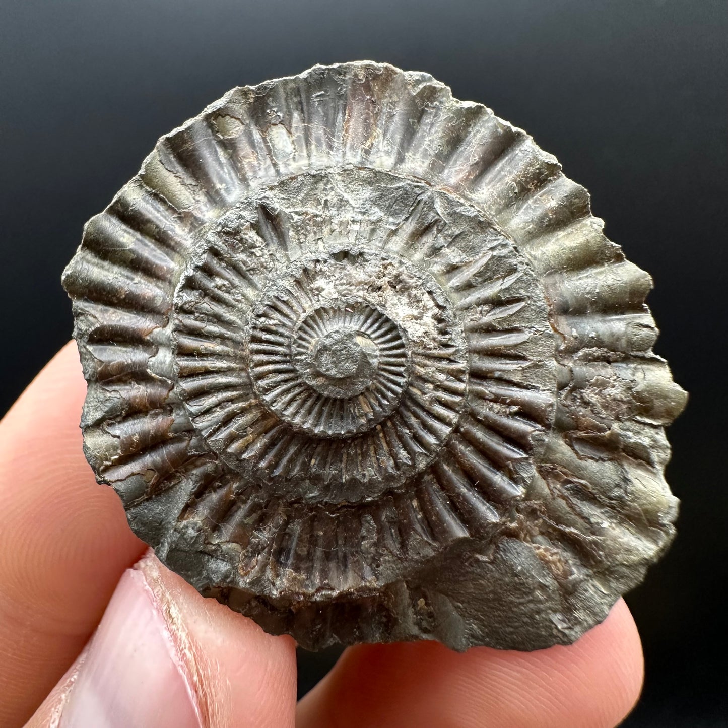 Dactylioceras Ammonite nodule (split pair) Fossil With Box And Stand - Whitby, North Yorkshire Jurassic Coast Yorkshire Fossils