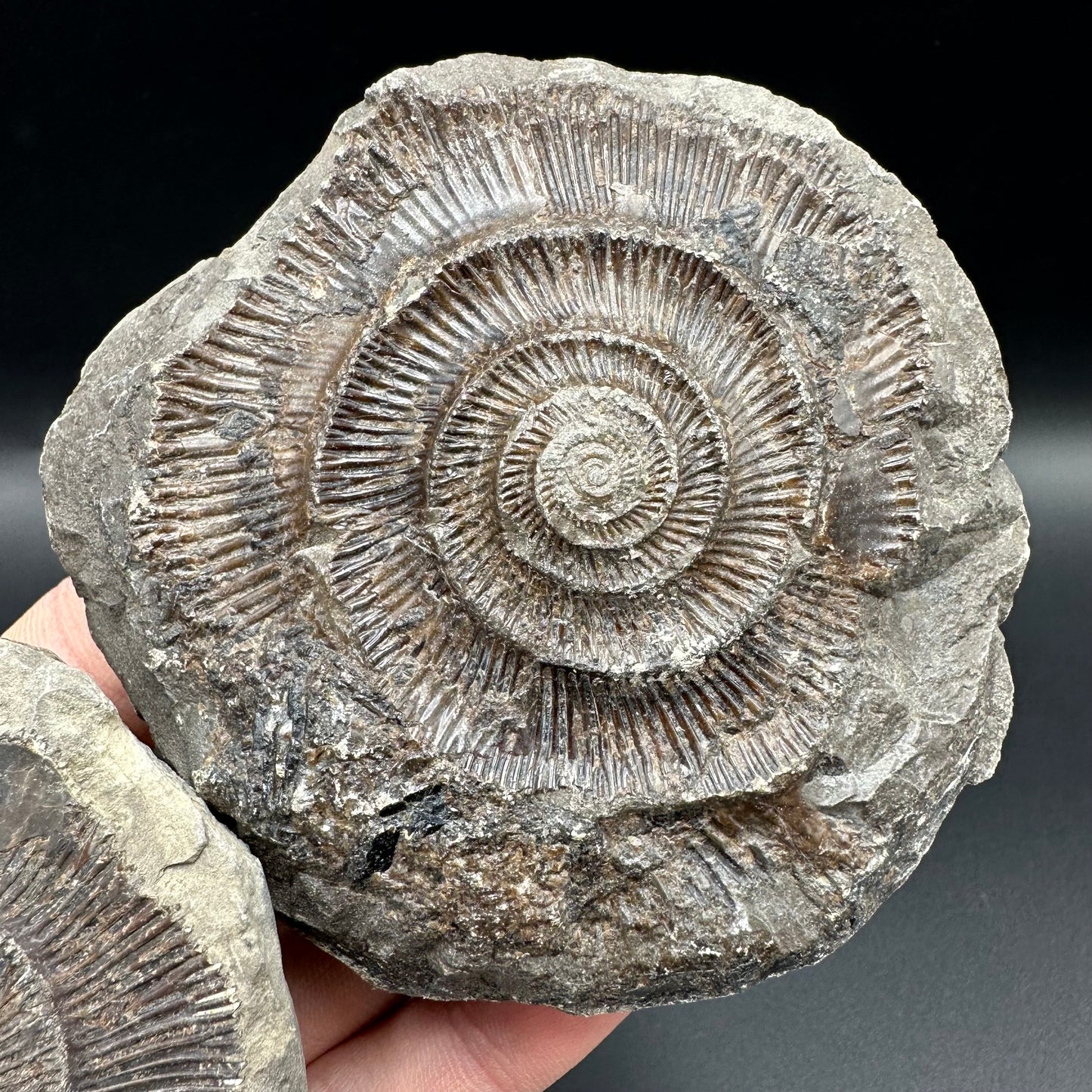 Dactylioceras imprint (negative) bundle ammonite shell fossil with box - Whitby, North Yorkshire, Yorkshire Fossils