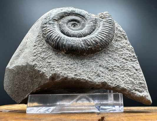 Dactylioceras Ammonite Fossil With box and Stand - Whitby, North Yorkshire Jurassic Coast Yorkshire Fossils