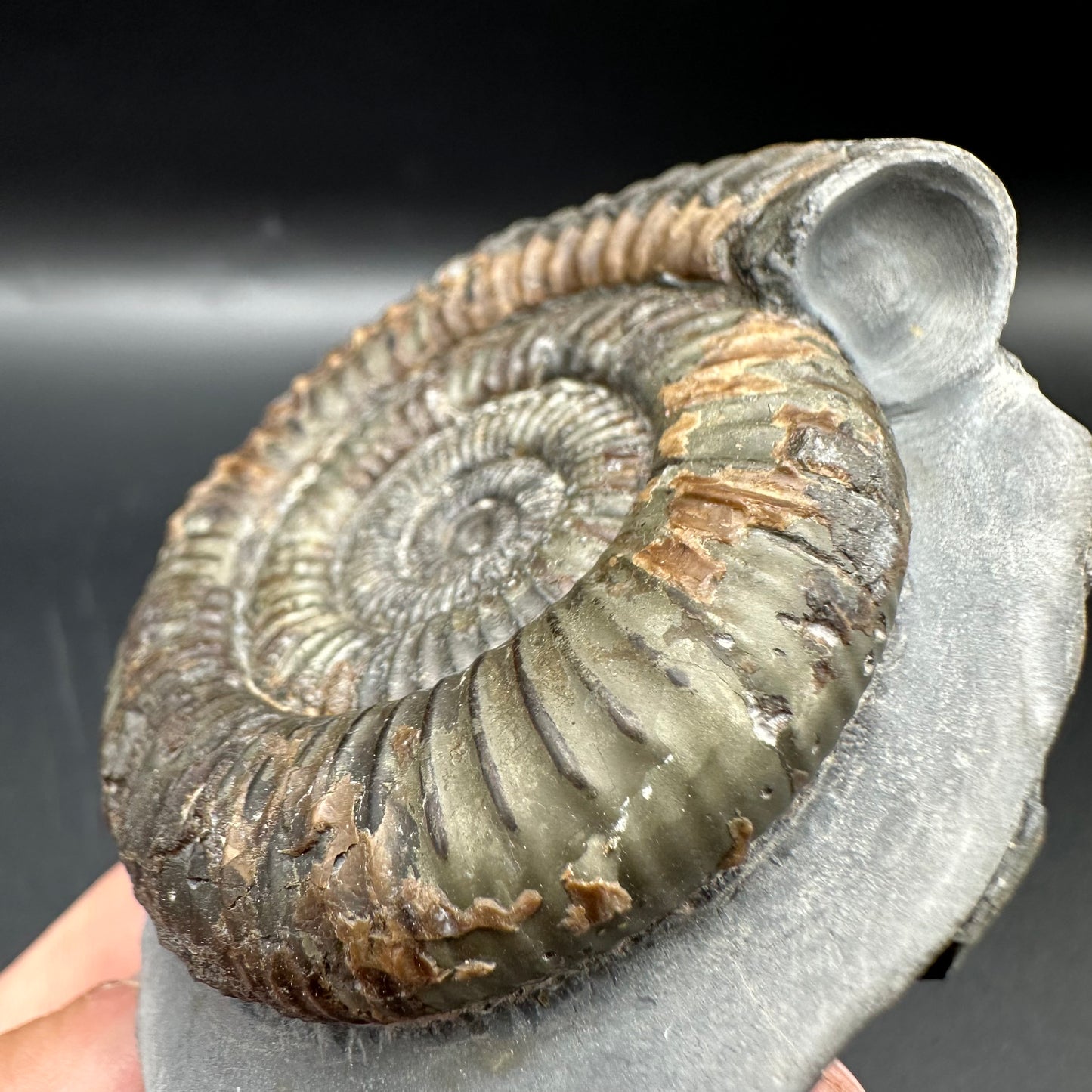 Dactylioceras Ammonite Fossil With Box And Stand - Whitby, North Yorkshire Jurassic Coast Yorkshire Fossils
