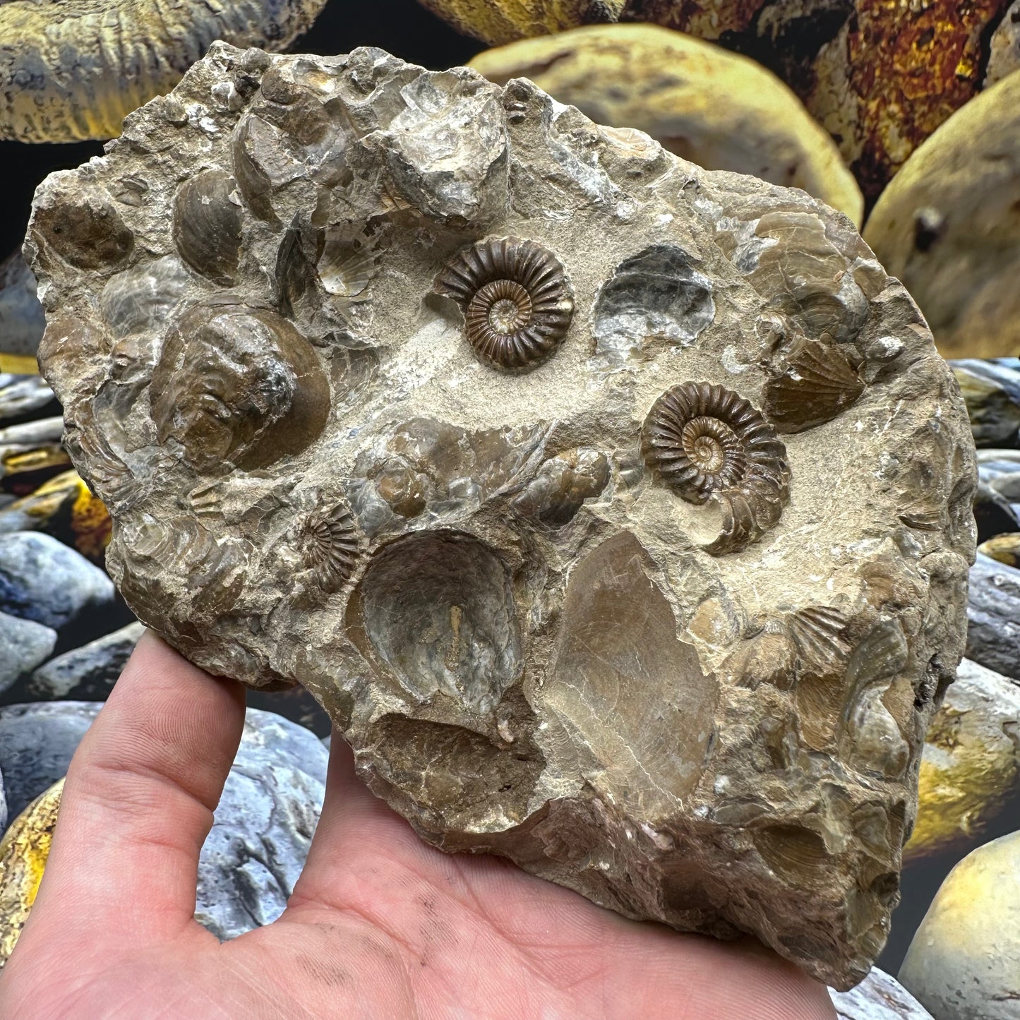 Androgynoceras Capricornus ammonite fossil - Whitby, North Yorkshire Jurassic Coast Yorkshire Fossils
