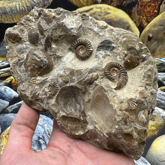 Androgynoceras Capricornus ammonite fossil - Whitby, North Yorkshire Jurassic Coast Yorkshire Fossils