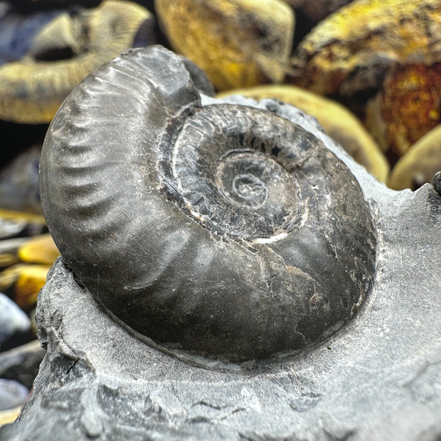 Grammoceras thoaurense ammonite shell fossil - Whitby, North Yorkshire