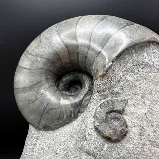 Nautilus shell fossil - Whitby, North Yorkshire Jurassic Coast