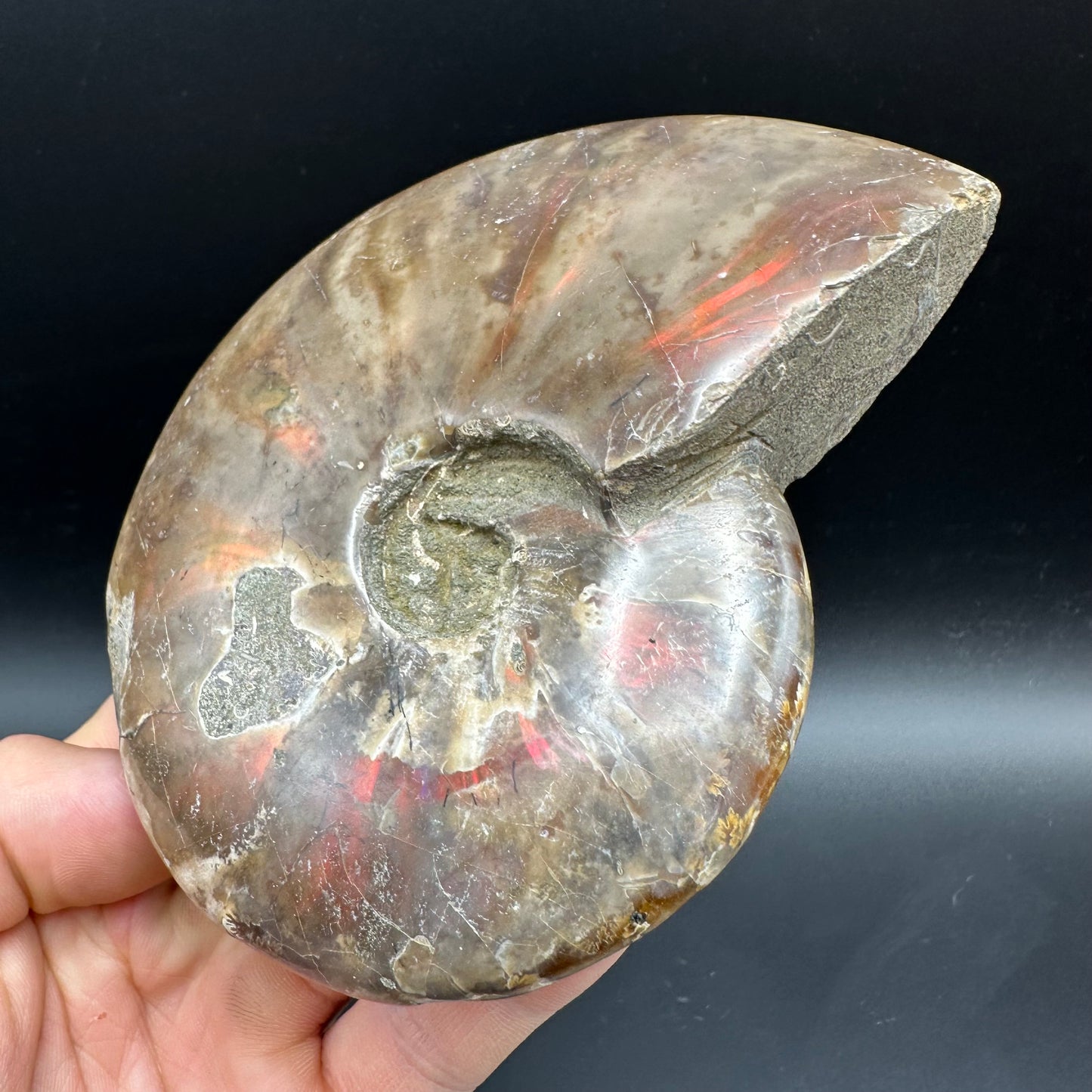 Cleoniceras Ammonite Fossil With Box And Stand - Cretaceous Ammonite Madagascar