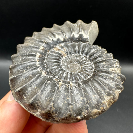 Pleuroceras hawskerense Ammonite fossil with box and stand - Whitby, North Yorkshire Jurassic Coast, Yorkshire fossils