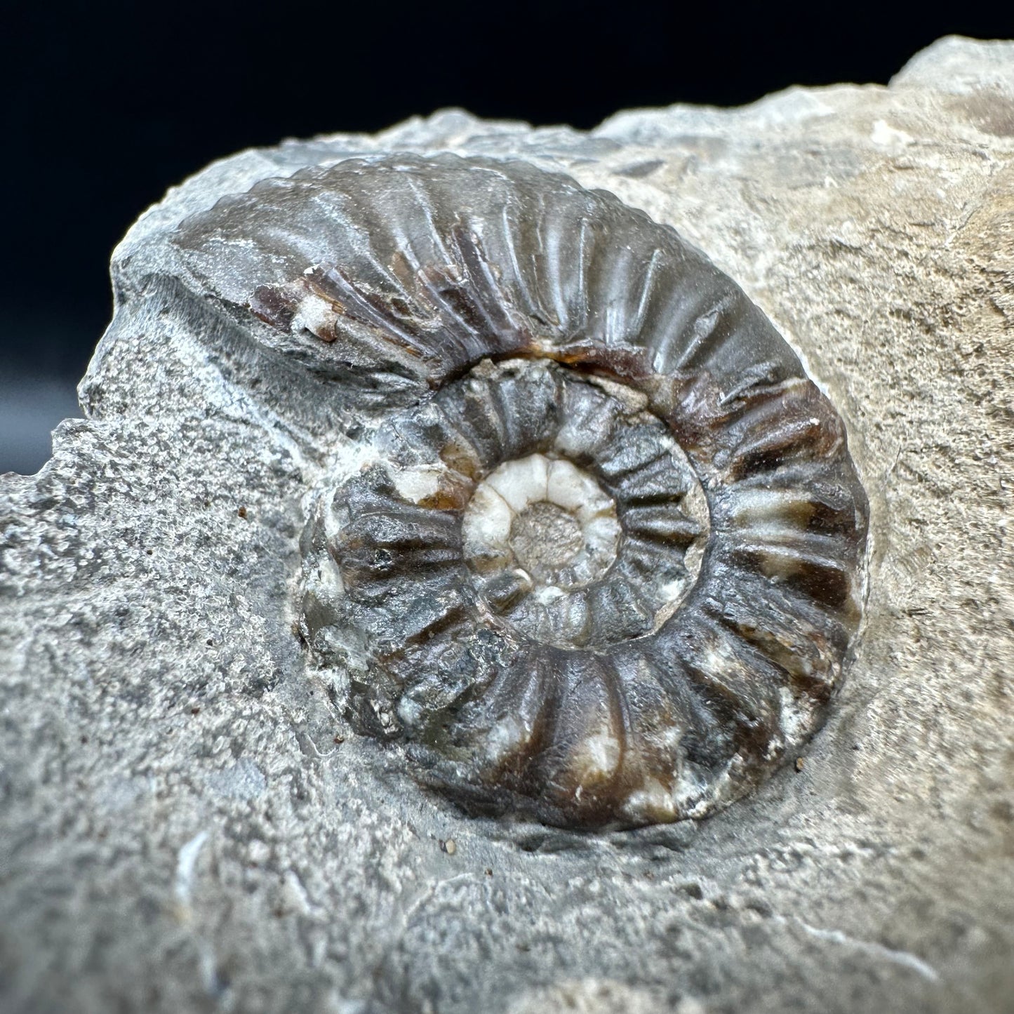 Amaltheus subnodosus Ammonite fossil with box and stand - Whitby, North Yorkshire Jurassic Coast Yorkshire Fossils