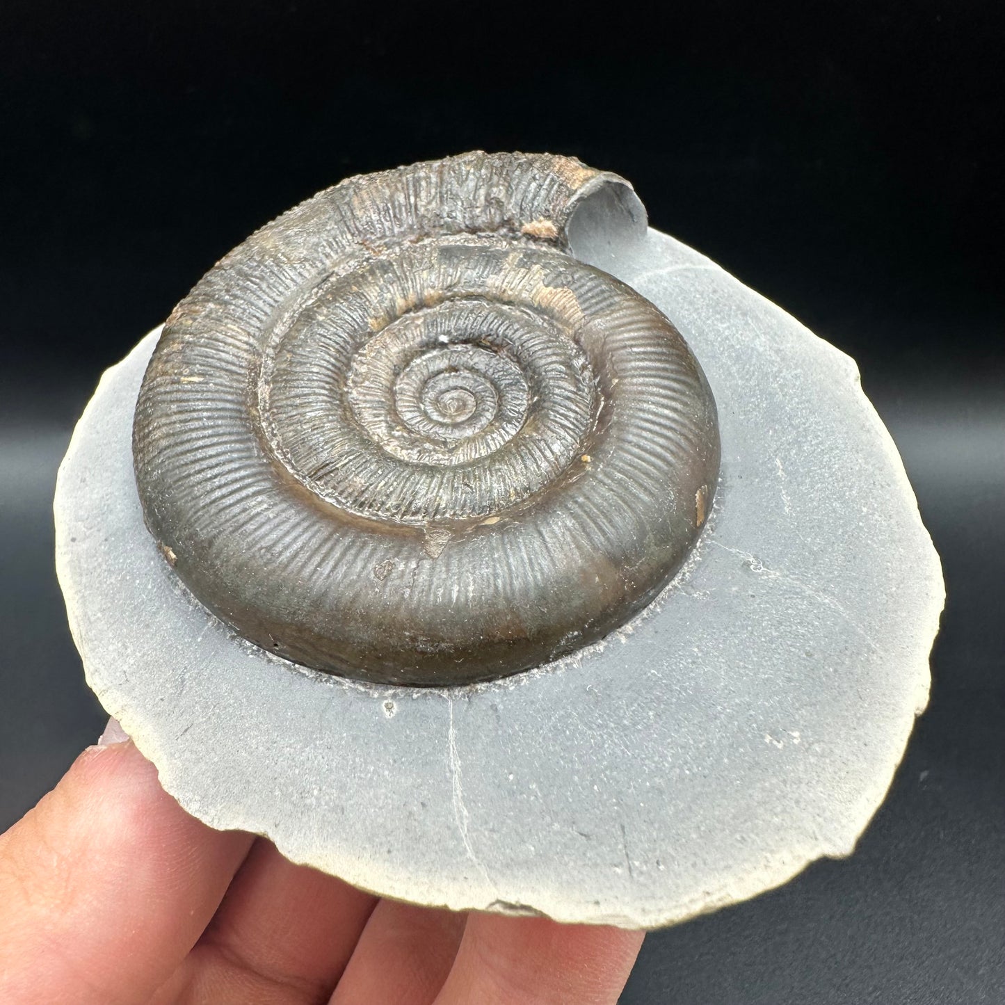 Dactylioceras tenuicostatum Ammonite fossil with box and stand - Whitby, North Yorkshire Jurassic Coast
