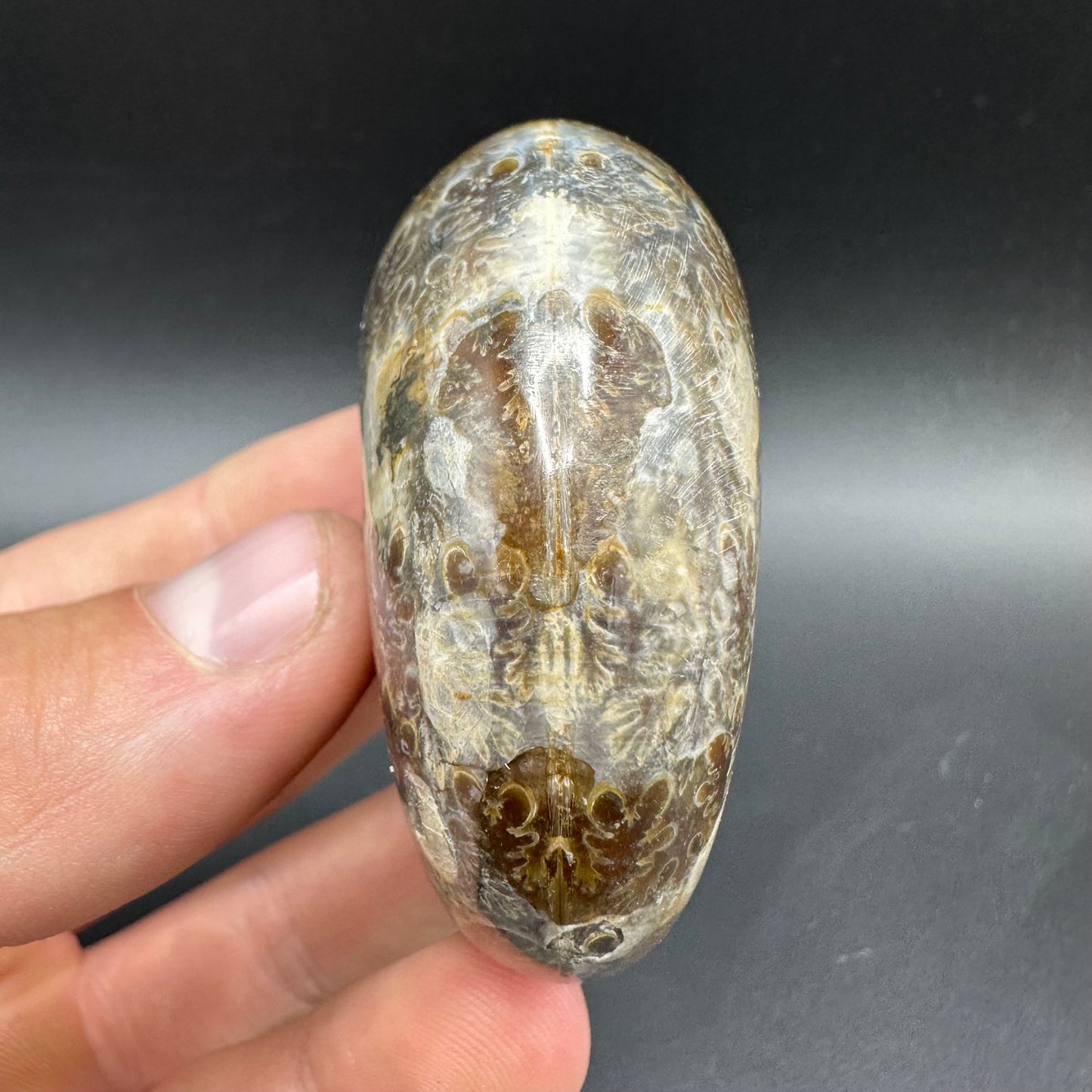 Phylloceras Ammonite Fossil With Box And Stand - Cretaceous Ammonite Madagascar